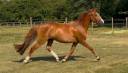 Broodmare French Saddle Pony For sale 2022 Chesnut