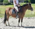 Gelding Origin Recorded For sale 2019 Bay