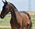 Gelding German Warmblood For sale 2016 Dark Bay