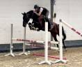Mare KWPN Dutch Warmblood For sale 2021 Black
