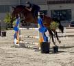 Gelding sBs Belgian Warmblood For sale 2019 Dark Bay
