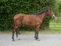 Gelding Selle Français For sale 2020 Bay