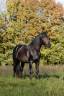 Stallion PRE Pure Spanish Bred For sale 2020 Black