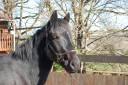 Gelding Mérens For sale 2022 Black