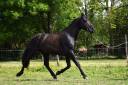 Entire PRE Pure Spanish Bred For sale 2022 Black