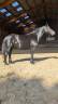 Mare Mérens For sale 2019 Black