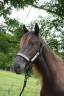 Mare PRE Pure Spanish Bred For sale 2022 Black