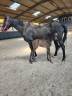 Colt Zangersheide For sale 2025 Black