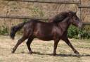 Colt Shetland Pony For sale 2024 Black
