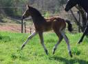 Filly French Saddle Pony For sale 2025 Bay