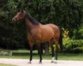 Mare English Thoroughbred For sale 2021 Bay