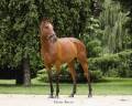 Mare English Thoroughbred For sale 2021 Bay