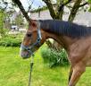 Mare Selle Français For sale 2023 Bay