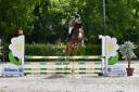 Gelding Selle Français For sale 2021 Chesnut