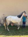 Gelding Connemara For sale 2022 Grey