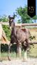 Colt KWPN Dutch Warmblood For sale 2025 Black