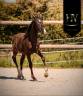Colt KWPN Dutch Warmblood For sale 2025 Black
