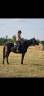 Gelding French Trotter For sale 2021 Black