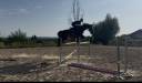 Mare Zangersheide For sale 2018 Dark Bay