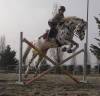 Gelding Knabstrup For sale 2015 Appaloosa
