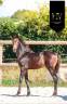 Filly KWPN Dutch Warmblood For sale 2025 Buckskin