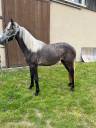Filly Connemara For sale 2023 Grey