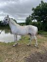 Broodmare Connemara For sale 2012 Grey
