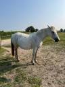 Broodmare Connemara For sale 2013 Grey