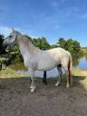 Broodmare Connemara For sale 2013 Grey