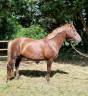 Gelding Connemara For sale 2021 Liver chestnut