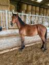 Gelding Connemara For sale 2024 Bay