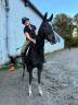 Gelding Selle Français For sale 2020 Dark Bay
