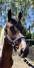 Gelding No Origin Recorded For sale 2021 Coloured