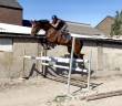 Gelding KWPN Dutch Warmblood For sale 2019 Bay