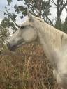 Gelding Connemara For sale 2009 Grey