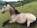 Mare Lusitano For sale 2016 Buckskin