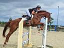 Gelding Selle Français For sale 2021 Chesnut