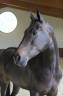 Mare New Forest For sale 2018 Dark Bay