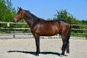 Gelding Selle Français For sale 2021 Bay