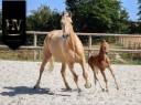 Filly KWPN Dutch Warmblood For sale 2025 Liver chestnut