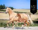 Filly KWPN Dutch Warmblood For sale 2025 Liver chestnut