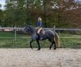 Mare Friesian Arabian For sale 2023 Grey