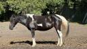 Mare Pottok  For sale 2007 Other color