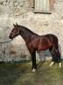 Entire Lusitano For sale 2019 Bay
