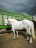 Mare Percheron For sale 2019 White