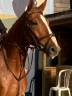 Gelding Selle Français For sale 2020 Chesnut