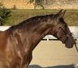 Mare Lusitano For sale 2020 Black