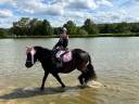 Mare Shetland Pony For sale 2019 Dark Bay