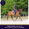 Mare Thoroughbred For sale 2019 Bay