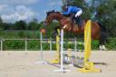 Mare KWPN Dutch Warmblood For sale 2018 Bay
